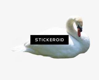 Bella Swan Twilight - Tundra Swan #5948541