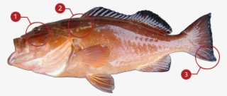 How To Identify A Red Grouper - Red Grouper #5948825