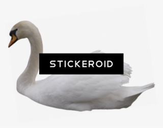 Black Swan - Tundra Swan #5948830