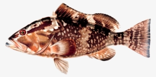 Red Grouper - Grouper #5949090