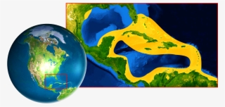 Catching And Selling Nassau Groupers Is Banned In Several - North America #5949175