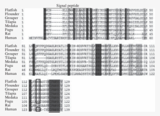Alignment Of Orange-spotted Grouper Uii Precursor With - Monochrome #5949291