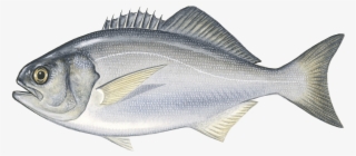 Bluenose - Grouper #5950396