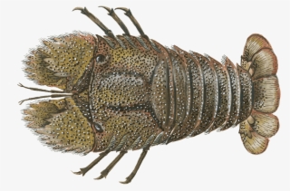 Lobster, Slipper - Pest #5950628 Lobster, Slipper - Pest #5950628