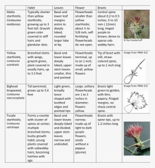 Malta Comparison-table - Malta #5956346