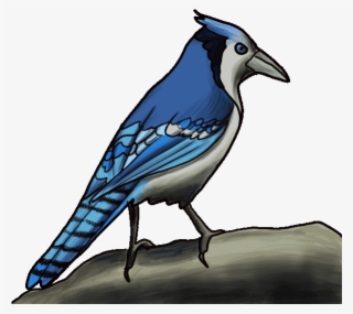 How To Draw A Blue Jay Step By Step - Blue Jay Cartoon Drawing #5957452