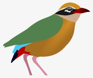Indian Pitta - Wikimedia Commons #5958057 Indian Pitta - Wikimedia Commons #5958057