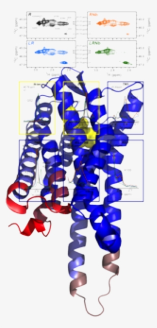 Agonist Binding Promotes Primary Structural Changes - Art #5958115