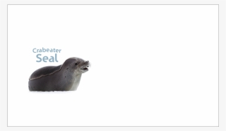 Pictorial Envelope For The Aat Crabeater Seal Stamp #5964138