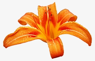 Tiger Lily Clipart #5965032