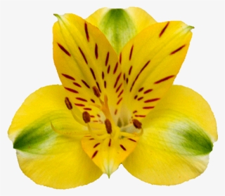 Prev - Peruvian Lily #5965343
