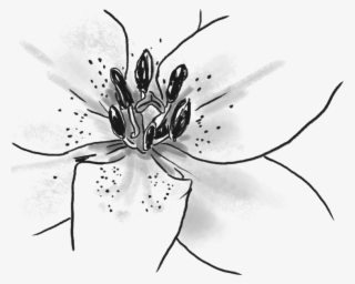 These Insects Are Vital To The Survival Of Humans On - Tiger Lily #5965493