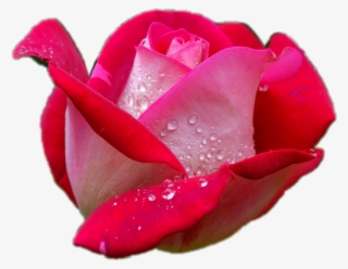 Red Rose Image Hd #5965575