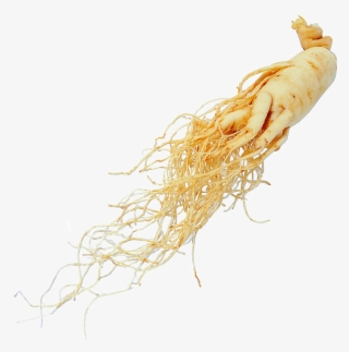 Panax Ginseng Root Extract #5966173