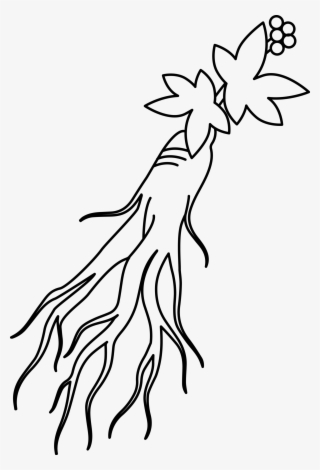 인삼 Png 무료다운로드 Ginseng Png - White #5966334