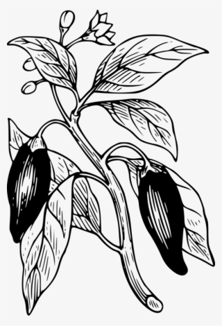 Bell Pepper Chili Pepper Chili Con Carne Plants Black - Dibujo Planta De Pimentón #5966409
