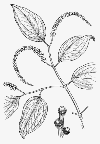 Open - Black Pepper Plant Drawing #5966628