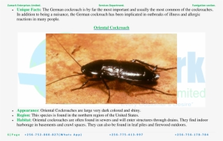 Oriental Cockroach #5967153