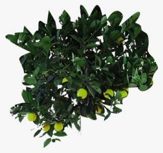 Your Browser Does Not Support The Video Tag - Houseplant #5967515