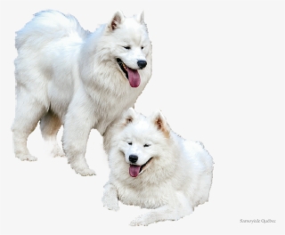 Samoyed Quebec - Dog Yawns #5970058