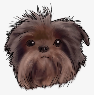 59 Why Are You An Affenpinscher - Affenpinscher #5970809