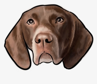 57 Why Are You A German Shorthaired Pointer - Vizsla #5971418