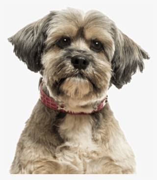 Lhasa Apso - Stock Photography #5971605