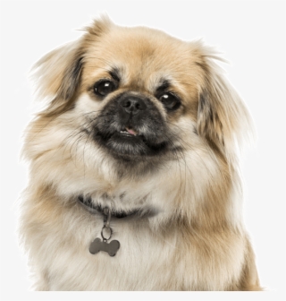 Search - Tibetan Spaniel #5971666