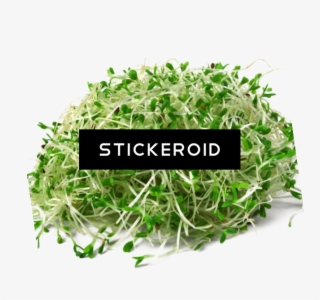 Alfalfa Hd Food Plant #5975259