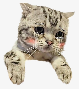 Cat Sticker - Cute Cat Pictures For Instagram #5976047