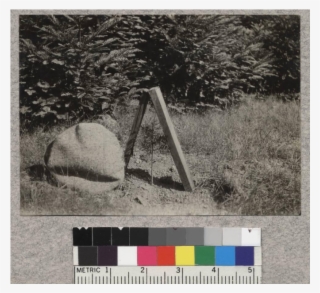 Nutmeg Planted In Field Last Spring - Photograph #5977166