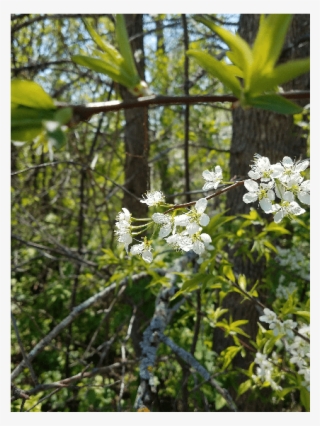 Paragraph Image 06 00@2x - Evergreen Rose #5977845