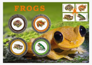 Frogs Prestige Medallion Cover - Toad #5988438