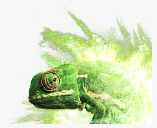 Common Chameleon #5988698