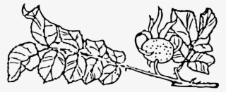Rose Hip,rose Haw,rose Hep,rose Leaves,rosebush,rose - Clip Art #5989172