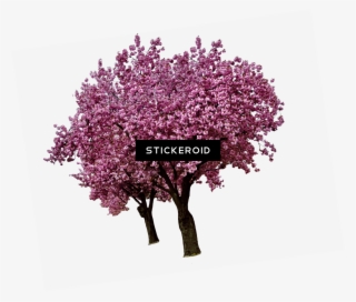 Spring Cherry Blossoms - Tube Arbre En Fleurs #5990018