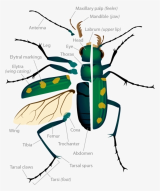 Tiger Beetle Anatomy Pop Up Image - Beetle Parts #5990128