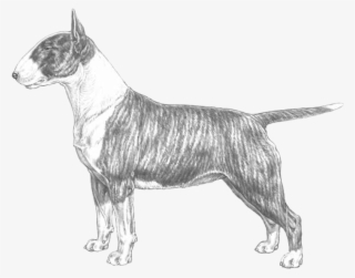 Bull Terrier - Disegni Di Bull Terrier #5992180
