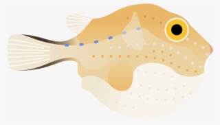 Puffer Fish Poster - Boxfishes And Trunkfish #5996929