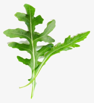 Arugula Png #5997694 Arugula Png #5997694