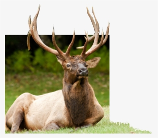 About - Hc 300m Sans Fil Caméra De Chasse Caméscope Full Hd #5998263 About - Hc 300m Sans Fil Caméra De Chasse Caméscope Full Hd #5998263