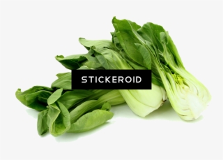 Bok Choy - Sorrel #5998439
