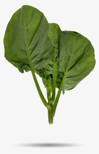 Tatsoi #5998493 Tatsoi #5998493