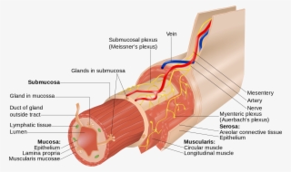 Open - Myenteric Nerve Plexus #5999776