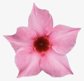 Sundaville Cream Pink - Cream Pink #5999832