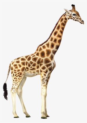 Graphic Transparent Library Animals Png Free Images - Giraffe Png #60262