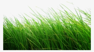 Cb Editing Flower Grass Png - Grass Png Transparent Background #60523