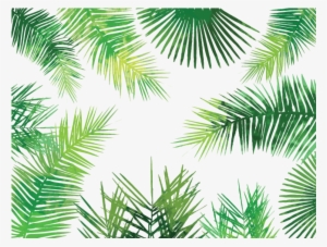 Palm Leaves Png Transparent Palm Leaves Png Image Free Download