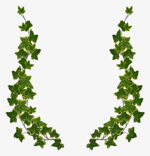 Ivy Drawing Frame - Green Leaf Border Design Png #61246