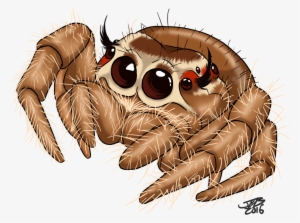 Cute Jumping Spider By Prodigyduck On Deviantart - Jumping Spider Coloring Page #61537